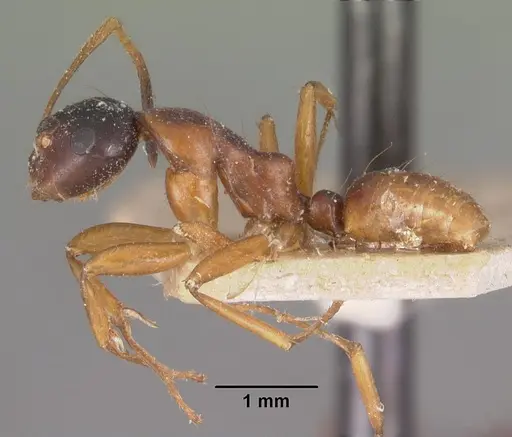 Camponotus putatus specimen