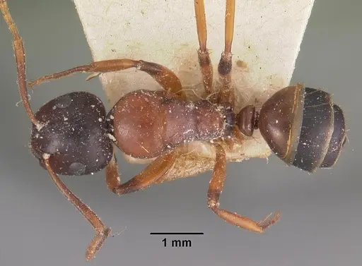 Camponotus putatus - CASENT0102416