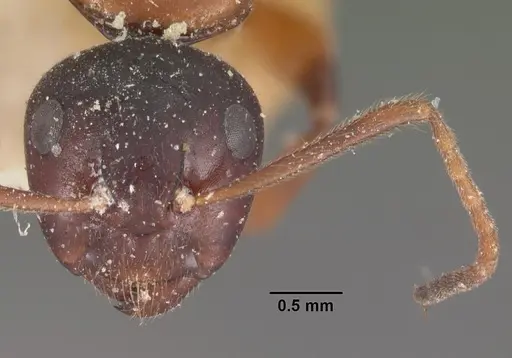 Camponotus putatus - CASENT0102416