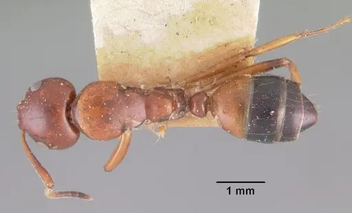 Camponotus putatus - CASENT0102417