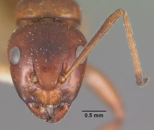 Camponotus putatus - CASENT0102417