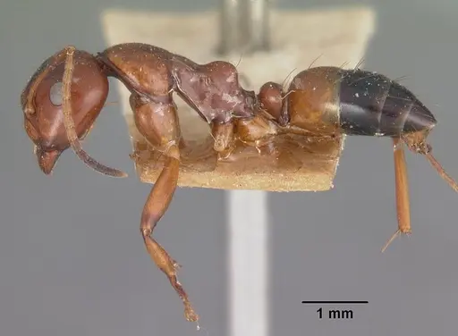 Camponotus putatus - CASENT0102417