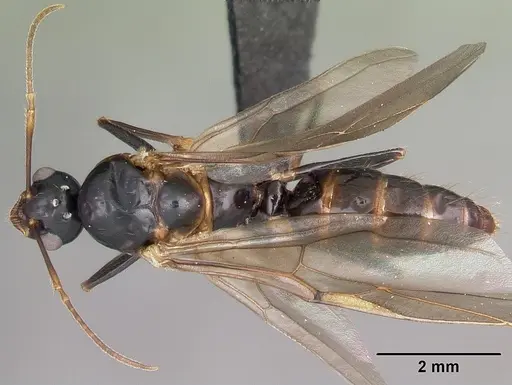 Camponotus putatus - CASENT0497230