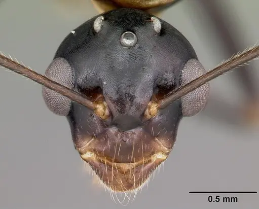 Camponotus putatus - CASENT0497230