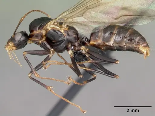 Camponotus putatus - CASENT0497230