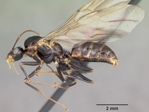 Camponotus putatus - CASENT0497230