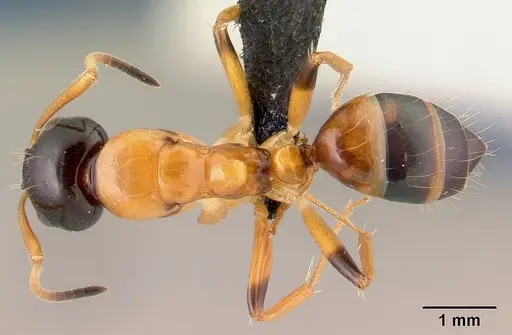 Camponotus putatus - CASENT0497233