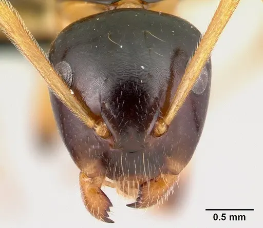 Camponotus putatus - CASENT0497233