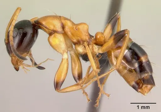 Camponotus putatus - CASENT0497233