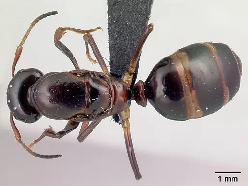 Camponotus putatus - CASENT0497235