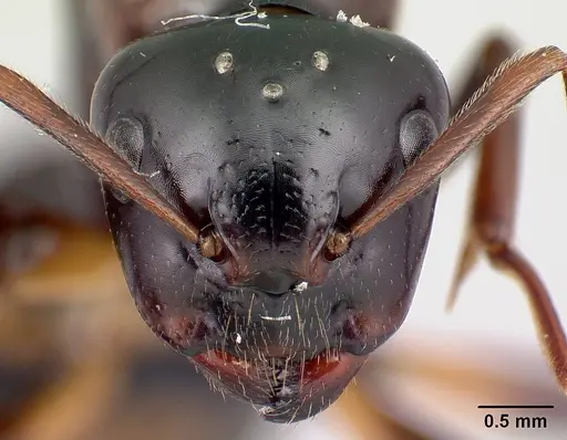 Camponotus putatus - CASENT0497235