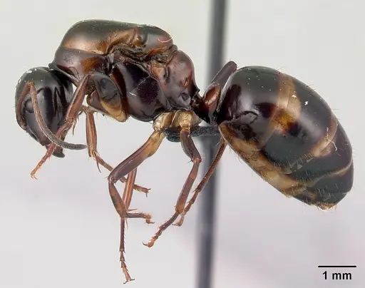 Camponotus putatus - CASENT0497235