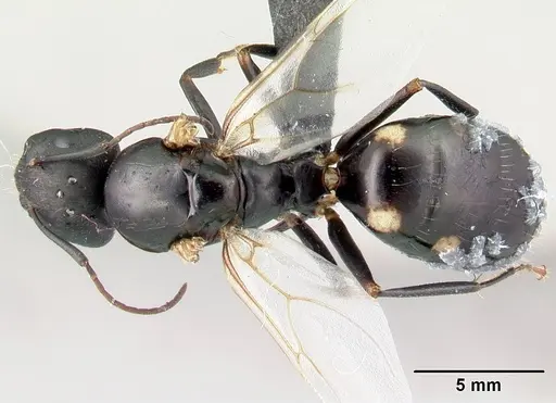 Camponotus quadrimaculatus specimen
