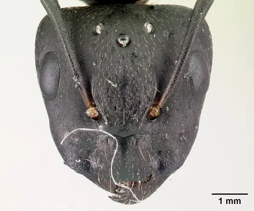 Camponotus quadrimaculatus specimen