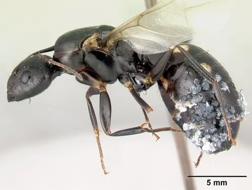 Camponotus quadrimaculatus specimen