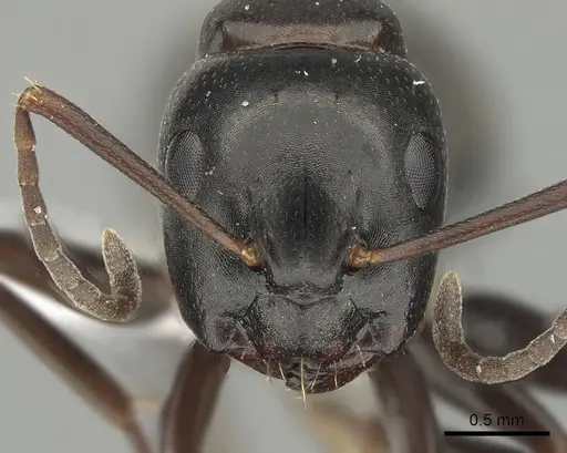 Camponotus quadrinotatus specimen