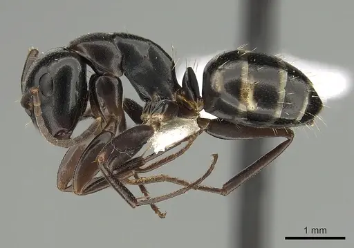 Camponotus quadrinotatus specimen