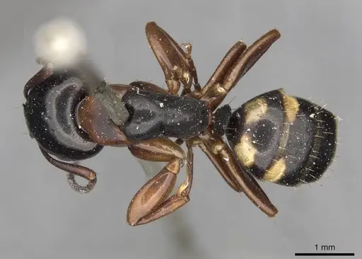 Camponotus quadrinotatus - CASENT0910421