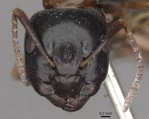 Camponotus quadrinotatus - CASENT0910421