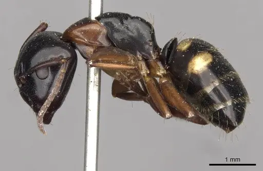 Camponotus quadrinotatus - CASENT0910421