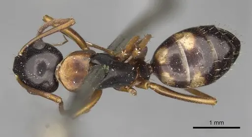 Camponotus quadrinotatus - CASENT0910422