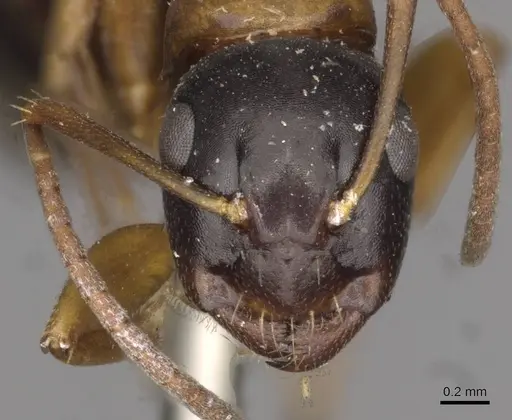 Camponotus quadrinotatus - CASENT0910422