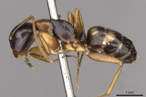 Camponotus quadrinotatus - CASENT0910422
