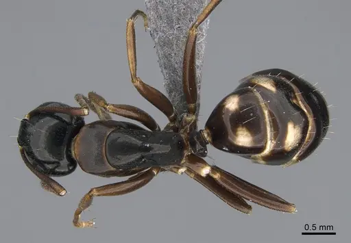 Camponotus quadrinotatus - CASENT0923676
