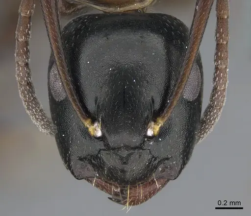 Camponotus quadrinotatus - CASENT0923676