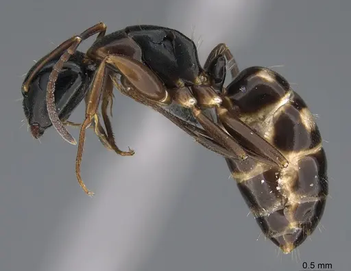 Camponotus quadrinotatus - CASENT0923676