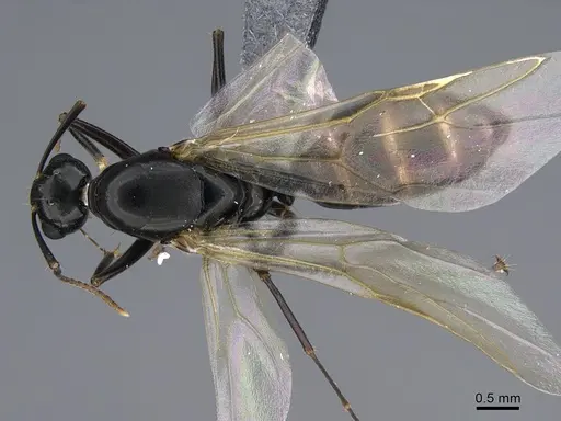 Camponotus quadrinotatus - CASENT0923677