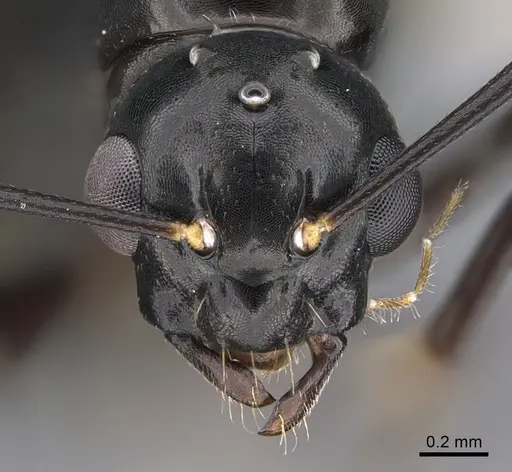 Camponotus quadrinotatus - CASENT0923677