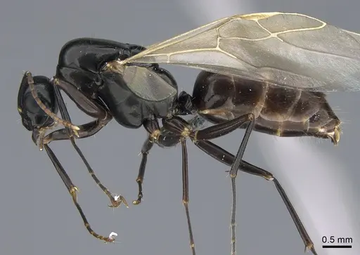 Camponotus quadrinotatus - CASENT0923677