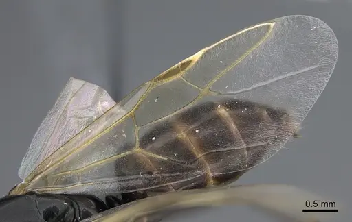 Camponotus quadrinotatus - CASENT0923677