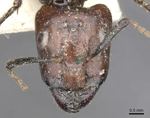 Camponotus quadrisectus specimen