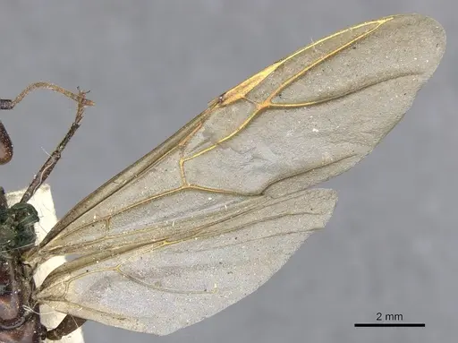 Camponotus quadrisectus - CASENT0903576