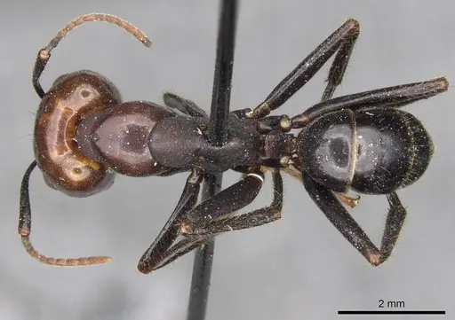 Camponotus quadrisectus - CASENT0910508