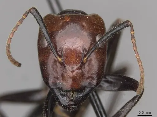 Camponotus quadrisectus - CASENT0910508