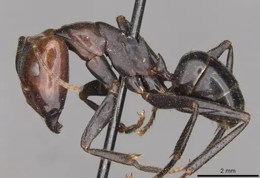 Camponotus quadrisectus - CASENT0910508