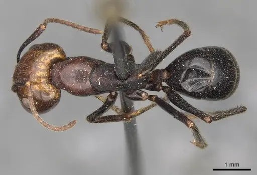 Camponotus quadrisectus - CASENT0910509