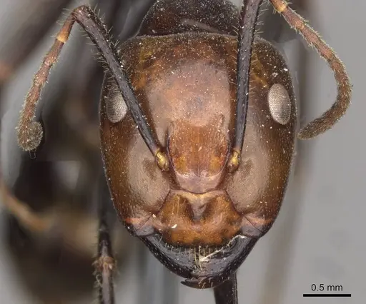 Camponotus quadrisectus - CASENT0910509