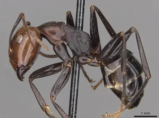 Camponotus quadrisectus - CASENT0910509