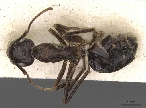 Camponotus quadrisectus - CASENT0910510