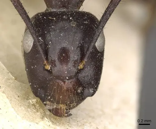 Camponotus quadrisectus - CASENT0910510