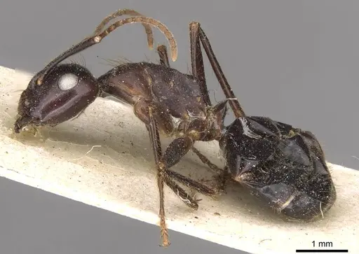 Camponotus quadrisectus - CASENT0910510