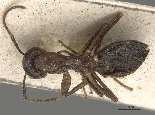 Camponotus quadrisectus - CASENT0922409