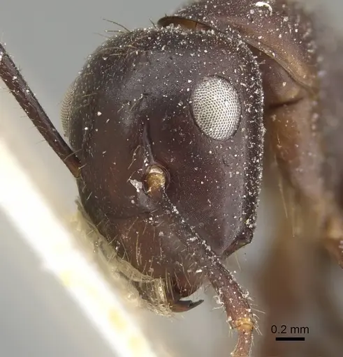 Camponotus quadrisectus - CASENT0922409