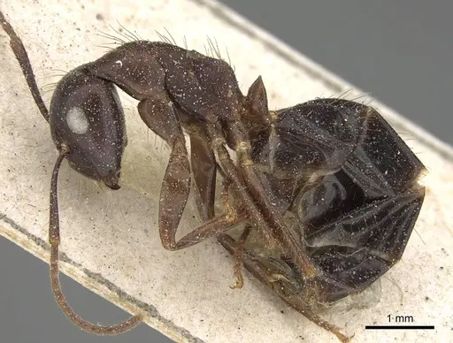 Camponotus quadrisectus - CASENT0922409