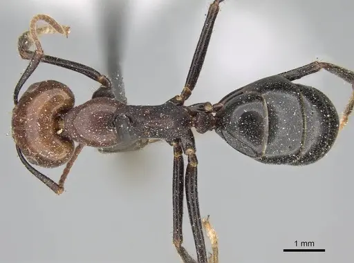 Camponotus quadrisectus - CASENT0922412