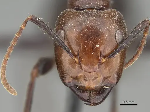 Camponotus quadrisectus - CASENT0922412